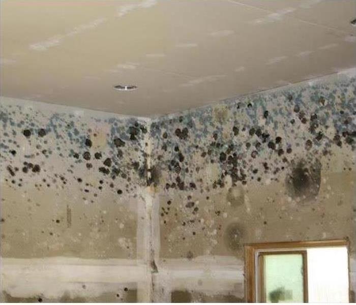Mold on ceiling and wall